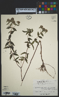 Pycnanthemum muticum image