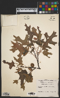 Quercus coccinea image