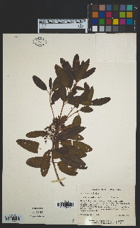 Kalmia angustifolia image