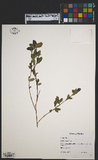 Salix pyrifolia image