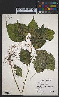 Laportea canadensis image