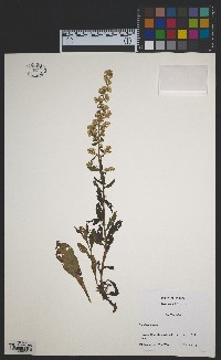 Solidago bicolor image