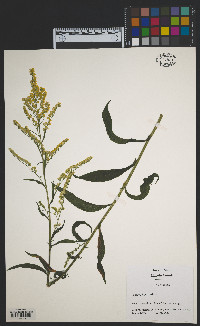 Solidago juncea image