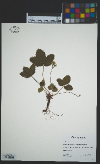 Fragaria virginiana image