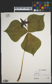 Trillium erectum image