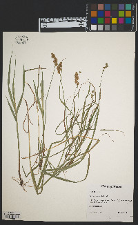 Carex projecta image