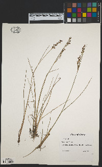 Juncus gerardii image