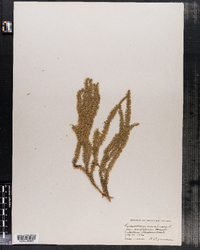Lycopodium annotinum var. acrifolium image