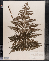 Dryopteris intermedia var. fructuosa image