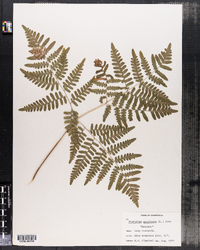 Pteridium aquilinum image