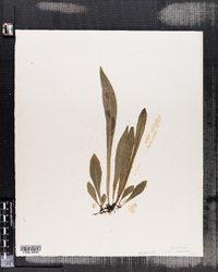 Acrostichum gorgoneum image