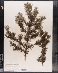 Taxus canadensis image