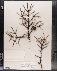 Picea mariana image