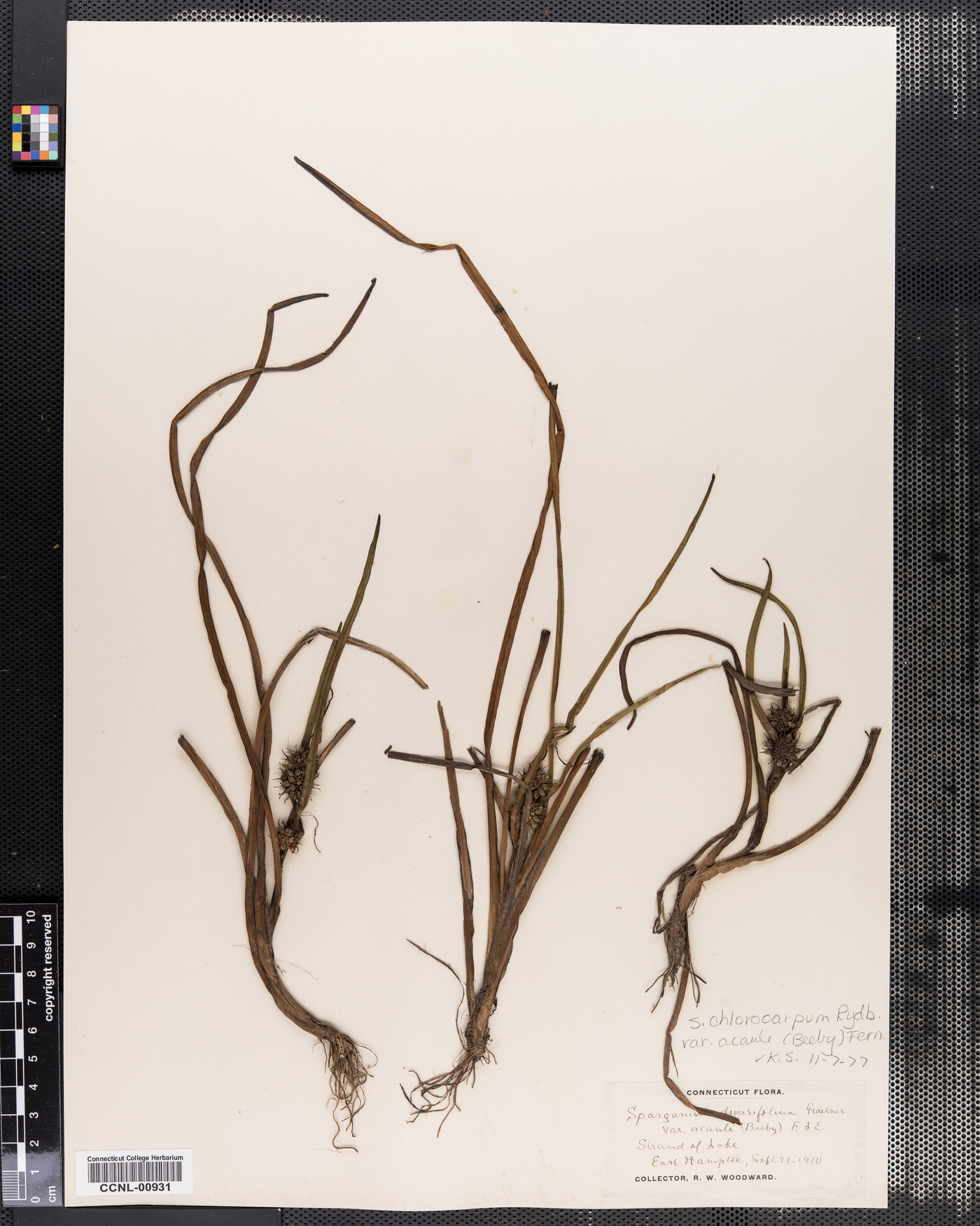 Sparganium diversifolium var. acaule image