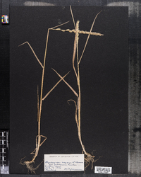 Agropyron repens var. pilosum image