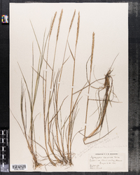 Elymus trachycaulus ssp. trachycaulus image