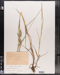 Bromus secalinus image