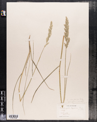 Image of Calamagrostis inexpansa