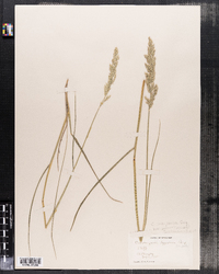 Calamagrostis stricta ssp. inexpansa image