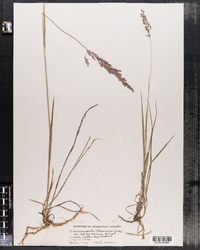 Image of Calamagrostis pickeringii