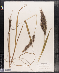 Echinochloa walteri image