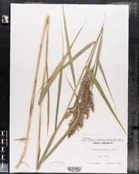 Phragmites australis image