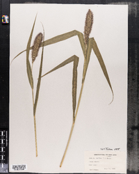 Setaria italica image