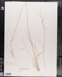 Piptochaetium avenaceum image