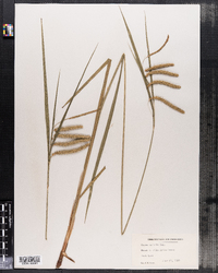 Carex crinita image