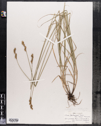 Carex brevior image