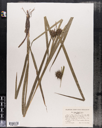 Carex grayi var. hispidula image