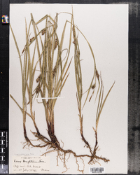 Image of Carex houghtoniana