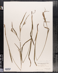 Carex leptonervia image