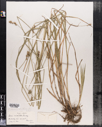 Carex normalis image