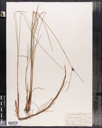 Carex oligosperma image