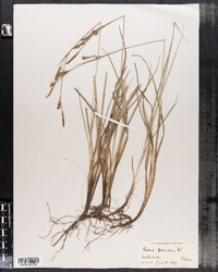 Carex panicea image