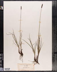 Carex scirpoidea image