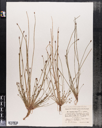 Eleocharis ovata image