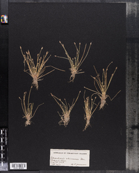 Eleocharis flavescens var. olivacea image