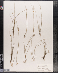 Juncus nodosus image