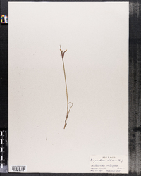 Sisyrinchium albidum image