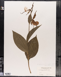 Cypripedium calceolus var. pubescens image