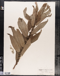 Salix cordata image