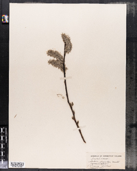 Salix discolor image