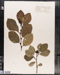 Alnus serrulata image