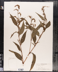 Polygonum lapathifolium image