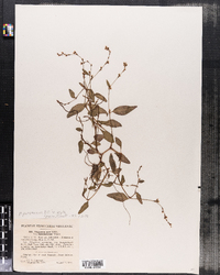 Polygonum punctatum var. punctatum image