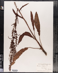 Rumex crispus image