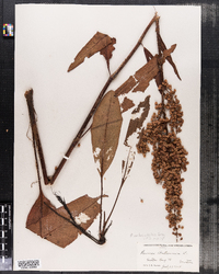 Rumex orbiculatus image