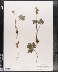 Dicentra cucullaria image